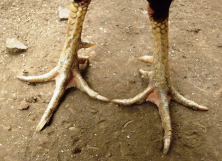 Sisik kaki ayam adu yang bertuah - (Foto: menorehbreeder.files ...