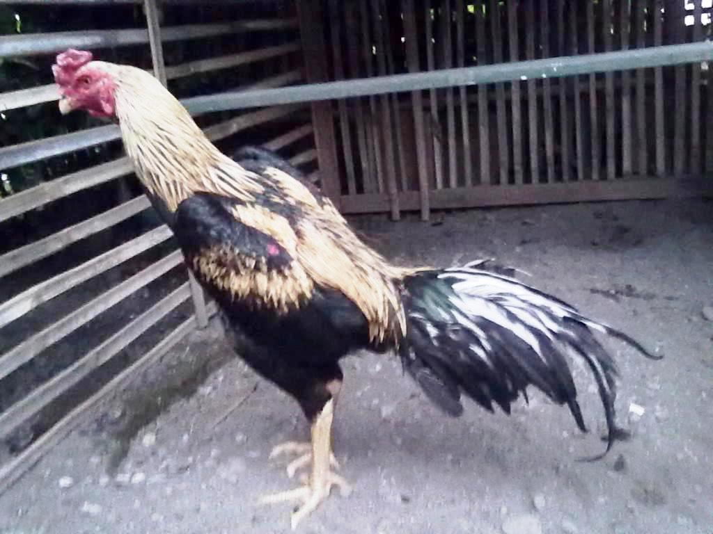  Gambar  Ayam  Siam Republika RSS