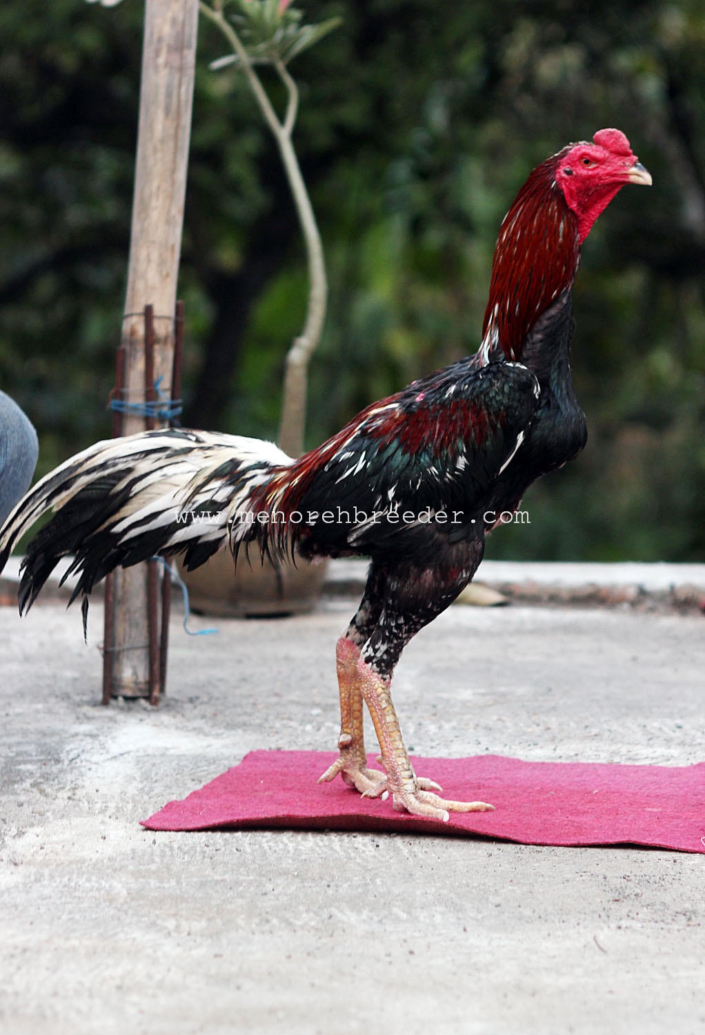  Gambar  untuk ayam  bangkok juara MENOREH BREEDER 