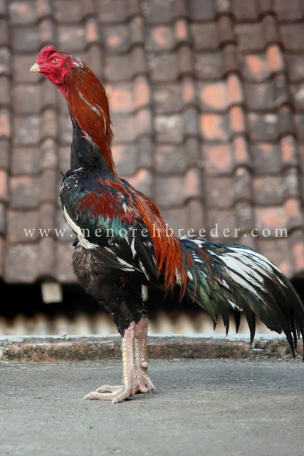 Ayam-bangkok-com  ayam bangkok aduan bagus  gambar ayam 