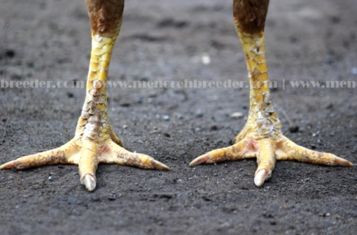 kaki kering ayam betina