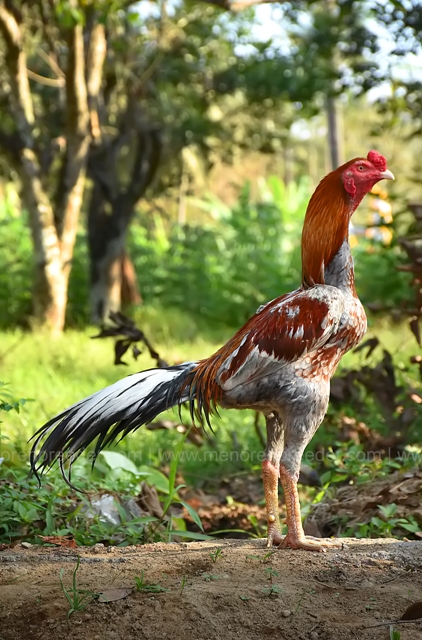 Peternakan Ayam Bangkok Kediri Jawa Timur Tentang Kolam Kandang Ternak