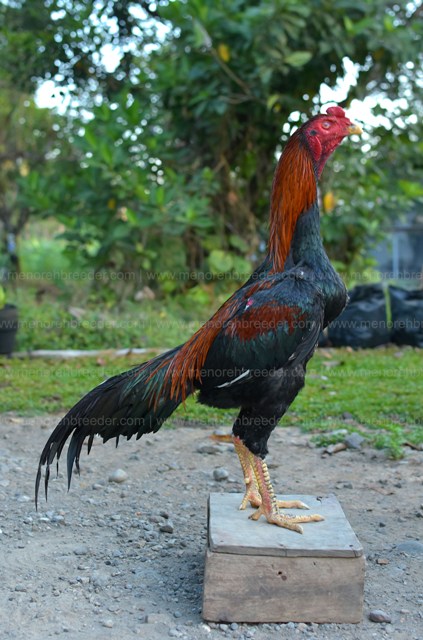 MB 742 Tengu TERJUAL MENOREH BREEDER Peternakan Ayam  